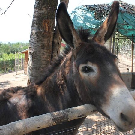 Agriturismo La Roccia Villa Vo Dış mekan fotoğraf